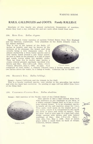 WADING BIRDS
RAILS, GALLINULES and COOTS. Family RALLID^E
Members of this family are almost exclusively frequenters of marshes,
where they lead a shy, retiring life and are more often heard than seen.
208. KING RAIL. Rallus elegans.
Range. Fresh water marshes of eastern United States from New England
and the Dakotas, southward. Very abundant on the South Atlantic coast, in
the inland marshes.
This is one of the largest of the Rails, (17
inches in length) and may be known by the
richness of its plumage, the breast and wing
coverts being a rich cinnamon color. It is
almost exclusively a fresh water species and is
very rarely found around a salt water marsh.
Its nest is built on the ground, in a tuft of grass
and weeds woven about the upright stalks.
They lay from five to twelve eggs having a
cream colored ground, sparingly speckled with
brown and lilac. Size 1.60 x 1,20. Data. Clark
County, Missouri, June 6, 1893. 10 eggs. Nest Cream color.
composed of reed stalks; a slightly concave mass 8 inches across, and only
two inches above the water, in a clump of reeds. Collector, Ed. S. Currier.
2()f). BELDING'S RAIL. Rallus beldingi.
Range. Lower California and the islands in the Gulf.
This is a locally confined species, very similar to the preceding but darker
and with the flank bars narrower. Its nesting or eggs will not differ from those
of the King Rail.
CALIFORNIA CLAPPER RAIL. Rallus obsoletus.
Range. Salt marshes of the Pacific coast of the United States.
This species is like a dull colored King Rail,
with reference to the markings of the back, or
a bright colored Clapper Rail, as it has a cinna-
mon colored breast. It is an abundant species
in nearly all the salt marshes along the coast,
They make their nests on the higher parts of
the marsh, where it is comparatively dry, build-
ing them of grass and strips of rushes. They
lay from four to nine eggs of a light buff color,
boldly spotted with brown, and with fainter
markings of lilac. Size 1.75 x 1.25. Data.
Palo Alto, Gal., May 1, 1899. Nest of marsh
grass under a small bush on bank of slough.
Collector, Ernest Adams.Light buff.
131
 