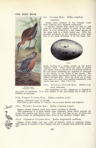 THE BIRD BOOK
coast
;F 211. CLAPPER RAIL. Rallus crepitans
crepitans.
Range. Salt marshes of the Atlantic
from southern New England southward.
A grayish colored Rail, about the size of, and
with the markings similar to those of the King
Rail. It is as exclusively a salt water species as
the King Rail is a fresh water one. With the
possible exception of the Carolina or Sora Rail,
this is the most abundant of all the Rails, hun-
Buff.
dreds nesting in a single marsh on the South
Atlantic coast. Their nests are built of rushes
and weeds, and are placed on the ground either in
the tall grass bordering the marshes or attached
to the rushes in the midst of the marsh. The
nesting season commences during April and con-
tinues through May. They lay from six to four-
teen eggs, of a buff color spotted irregularly with
brown and gray. Size 1.70 x 1.20.
21 la. LOUISIANA CLAPPER RAIL. Rallus crep-
itans saturatus.
The habitation of this subspecies is limited to
the coast of Louisiana. It is very similar to the proceeding but is said to be
brighter in plumage.
King Rail.
Clapper Rail.
21 Ib. FLORIDA CLAPPER RAIL. Rallus crepitans scotti.
Range. Western coast of Florida.
This bird is also similar to crepitans but is much darker and brighter.
21 Ic. WAYNE'S CLAPPER RAIL. Rallus crepitans waynei.
Range. South Atlantic coast from North Carolina to Florida.
This subspecies is a little darker than crepitans, being about midway be-
tween that species and Rallus scotti. The nests and eggs of any of these sub-
species cannot be distinguished from those of the common Clapper Rail.
211.2. CARIBBEAN CLAPPER RAIL. Rallus longirostris caribaeus.
Range. West Indies and east coast of Mexico, north to southern Texas.
This species is similar to the Clapper, but has a shorter and relatively stouter
bill.
132
 