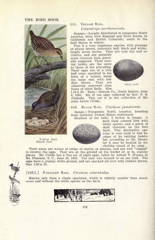 Rich buff.
THE BIRD BOOK
215. YELLOW RAIL.
Coturnicops noveboracensis.
Ranrge. Locally distributed in temperate North
America, from New England and Nova Scotia, to
California and British Columbia; south to the
Gulf States in winter.
This is a very handsome species, with plumage
of glossy brown, yellowish buff, black and white;
length seven inches. They are very shy and se-
cretive, and are probably
more common than gener-
ally supposed. Their nest-
ing habits are the same
as those of the preceding.
Their eggs are of a rich
buff color, speckled in the
form of a wreath about
the large end, with red-
dish brown. They are
relatively narrower than
those of other Rails. Size
1.10 x .80. Data. Benson Co., North Dakota, June
4, 1901. Set of ten eggs collected by Rev. P. B.
Peabody. This set is in the collection of Mr.
John Lewis Childs.
216. BLACK RAIL. Creciscus jamaicensis.
Range. Temperate North America, breeding
from northern United States southward.
Smallest of the rails; 5 inches in length. A
dark slaty colored bird with
white specks, and a patch of
dark chestnut on the fore
back. This diminutive spe-
scies is very hard to find be-
cause of its retiring habits,
but according to Mr. Brews-
ter it may be located by the
clicking sound of its song.
Their nests are woven of strips of rushes or grasses, and are well "cupped"
to receive the eggs. They are on the ground on the border of, or in, marshy
places. Mr. Childs has a fine set of eight eggs, taken by Arthur T. Wyane, at
Mt. Pleasant, S. C., June 10, 1903. The nest was located in an oat field. The
eggs have a creamy white ground, and are specked all over with reddish brown.
Size 1.03 x.75.
Yellow Rail.
Black Rail
[216.1.] FARALLON RAIL.
Known only from a single specimen, which is
censis and without the white specks on the back.
Creciscus coturniculus.
slightly smaller than jamai-
134
 