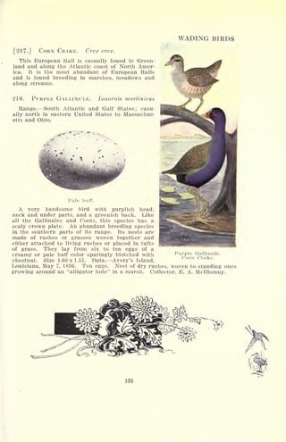 WADING BIRDS
[217-] CORN CRAKE. Crex crex.
This European Rail is casually found in Green-
land and along the Atlantic coast of North Amer-
ica. It is the most abundant of European Rails
and is found breeding in marshes, meadows and
along streams.
218. PURPLE GALLINULE. lonornis martinicus
Range. South Atlantic and Gulf States; casu-
ally north in eastern United States to Massachus-
etts and Ohio.
Pale buff.
A very handsome bird with purplish head,
neck and under parts, and a greenish back. Like
all the Gallinules and Coots, this species has a
scaly crown plate. An abundant breeding species
in the southern parts of its range. Its nests are
made of rushes or grasses woven together and
either attached to living rushes or placed in tufts
of grass. They lay from six to ten eggs of a
creamy or pale buff color sparingly blotched with
chestnut. Size 1.60 x 1.15. Data. Avery's Island,
Louisiana, May 7, 1896. Ten eggs. Nest of dry rushes, woven to standing ones
growing around an "alligator hole" in a marsh. Collector, E. A. Mcllhenny.
Purple Gallinule.
Corn Crake.
135
 