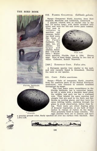 THE BIRD BOOK
21Q. FLORIDA GALLINULE. Gallinula galeata.
Range Temperate North America, from New
England, Manitoba and California, southward.
A grayish colored bird of similar size to the
last (13 inches long), with flanks streaked with
white, and with the bill and crown plate reddish.
They nest in
colonies in
marshes and
swamps, build-
ing their nests
like those of
the Purple
Gallinule. The
eggs, too, are
similar, but
larger and
slightly duller.
Size 1.75x1.20.
Data. Monte-
zuma marshes, Florida, June 6, 1894. Eleven
eggs. Nest of dead flaggs, floating in two feet of
water. Collector, Robert Warwick.
Pale buff.
[220.] EUROPEAN COOT. Fulica atra.
A European species very similar to the next,
and only casually found in Greenland. Nesting
the same as our species.
Florida Gallinule.
Coot.
Grayish.
221. COOT. Fulica americana.
Range. Whole of temperate North America,
from the southern parts of the British Provinces,
southward; very common in suitable localities
throughout its range.
The Coot bears some resemblance to the
Florida Gallinule, but is somewhat larger,
its bill is white with a blackish band about
the middle, and each toe has a scalloped
web. They inhabit the same marshes and
sloughs that are used by the Rails and Gal-
linules as nesting places, and they have the
same retiring habits, skulking through the
grass to avoid observation, rather than fly-
ing. Their nests are either floating piles
of decayed vegetation, or are built of dead
rushes in clumps of rushes on the banks.
They generally build in large colonies. The
eggs number from six to sixteen and have
a grayish ground color, finely specked all over the surface with blackish.
1.80x1.30.
136
Size
 