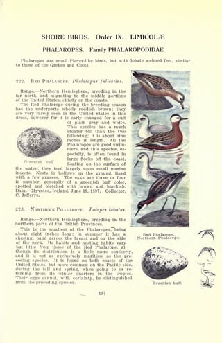 Greenish buff
SHORE BIRDS. Order IX. LIMICOL^E
PHALAROPES. Family PHALAROPODIDAE
Phalaropes are small Plover-like birds, but with lobate webbed feet, similar
to those of the Grebes and Coots.
222. RED PHALAROPE. Phalaropus fulicarius.
Range. Northern Hemisphere, breeding in the
far north, and migrating to the middle portions
of the United States, chiefly on the coasts.
The Red Phalarope during the breeding season
has the underparts wholly reddish brown; they
are very rarely seen in the United States in this
dress, however for it is early changed for a suit
of plain gray and white.
This species has a much
x1-"
w*^K stouter bill than the two
following; it is about nine
inches in length. All the
Phalaropes are good swim-
mers, and this species, es-
pecially, is often found in
large flocks off the coast,
floating on the surface of
the water; they feed largely upon small marine
insects. Nests in hollows on the ground, lined
with a few grasses. The eggs are three or four
in number, generally of a greenish buff color,
spotted and blotched with brown and blackish.
Data. Myvates, Iceland, June 19, 1897, Collector,
C. Jefferys.
223. NORTHERN PHALAROPE. Lobipes labatus.
Range. Northern Hemisphere, breeding in the
northern parts of the British Provinces.
This is the smallest of the Phalaropes ^being
about eight inches long; in summer it has a
chestnut band across the breast and on the side
of the neck. Its habits and nesting habits vary
but little from those of the Red Phalarope, al-
though its distribution is a little more southerly,
and it is not as exclusively maritime as the pre-
ceding species. It is found on both coasts of the
United States, but more common on the Pacific side,
during the fall and spring, when going to or re-
turning from its winter quarters in the tropics.
Their eggs cannot, with certainty, be distinguished
from the preceding species.
137
Red Fhaiarope.
Northern Phalarope.
Greenish buff.
 
