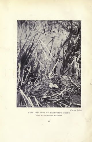 Walter Raine
NEST AND EGGS OF HOLBOELL'S GREBE
Lake Winnipegosis, Manitoba
12
 
