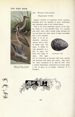 THE BIRD BOOK

Male, female, young.
Wilson's Phalarope
224. WILSON'S PHALAROPE.
Steganopus tricolor.
Range. Interior of temperate North America,
breeding from the latitude of Iowa, northward,
and wintering south of the United States.
This is the most handsome species of the fam-
ily, being of a very graceful form, of a grayish
and white color, with a broad stripe through the
eye and down the neck, where it fades insensibly
into a rich chestnut
color. It is an ex-
clusively American
species and is rare
ly found near the
coast. It builds its
nest generally in a
tuft of grass, the
nests also being of Brownish buff,
grass. The eggs
are of a brownish or greenish buff color, spotted
and blotched with black and brown. Size 1.30 x
.90. Data. Larimore, N. D., May 30, 1897. Nest
a shallow depression, scratched in the sand, under
a tuft of grass on an island. Collector, T. F.
Eastgate.
138
 