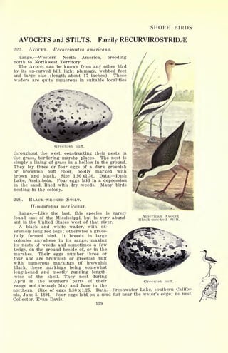 SHORE BIRDS
AVOCETS and STILTS. Family RECURVIROSTRIDyE
225. AVOCET. Recurvirostra americana.
Range. Western North America, breeding
north to Northwest Territory.
The Avocet can be known from any other bird
by its up-curved bill, light plumage, webbed feet
and large size (length about 17 inches). These
waders are quite numerous in suitable localities
American Avocet
Black-necked Stilt.
Greenish buff.
throughout the west, constructing their nests in
the grass, bordering marshy places. The nest is
simply a lining of grass in a hollow in the ground.
They lay three or four eggs of a dark greenish
or brownish buff color, boldly marked with
brown and black. Size 1.90x1.30. Data. Rush
Lake, Assiniboia. Pour eggs laid in a depression
in the sand, lined with dry weeds. Many birds
nesting in the colony.
226. BLACK-NECKED STILT.
Himantopus mexicanus.
Range. Like the last, this species is rarely
found east of the Mississippi, but is very abund-
ant in the United States west of that river.
A black and white wader, with ex-
eremely long red legs; otherwise a grace-
fully formed bird. It breeds in large
colonies anywhere in its range, making
its nests of weeds and sometimes a few
twigs, on the ground beside of, or in the
marshes. Their eggs number three or
four and are brownish or greenish buff
with numerous markings of brownish
black, these markings being somewhat
lengthened and mostly running length-
wise of the shell. They nest during
April in the southern parts of their
range and through May and June in the
northern. Size of eggs 1.80x1.25. Data. Freshwater Lake, southern Califor-
nia, June 5, 1891. Four eggs laid on a mud flat near the water's edge; no nest.
Collector, Evan Davis.
139
Greenish buff.
 
