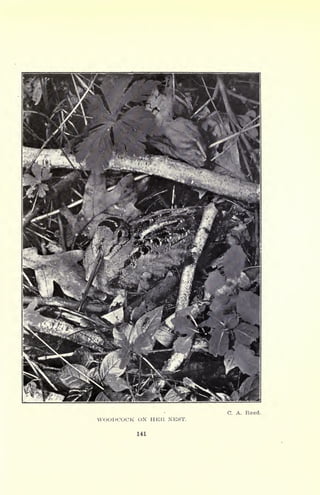 C. A. Reed.
WOODCOCK ON HER NEST.
141
 