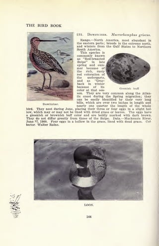 THE BIRD BOOK
fffr
""
231. DOWITCHER. Macrorhamphus griseus.
Range. North America, most abundant in
the eastern parts; breeds in the extreme north,
and winters from the Gulf States to Northern
South America.
This species is
commonly known
as "Red-breasted
,
.^^aoewm - Snipe" in late
^^^^e?k spring and sum-
X^^^a.^^^/A mer because ofi
^m^SL "^^^^Sfe^ the rich > rusty
1 "
red coloration of
the underparts,
and as "Gray-
back in winter
because of its
color at that sea-
son. They are very common along the Atlan-
tic coast during the Spring migration; they
can be easily identified by their very long
bills, which are over two inches in length and
nearly one quarter the length of the whole
They nest during June, placing their three or four eggs in a slight hol-
low, which may or may not be lined with dried grass or leaves. The eggs have
a greenish or brownish buff color and are boldly marked with dark brown.
They do not differ greatly from those of the Snipe. Data. Mackenzie River,
June 27. 1900. Four eggs in a hollow in the grass, lined with dead grass. Col-
lector. Walter Raine.
Grenish buff
Dowitcher.
bird.
LOON.
144
 