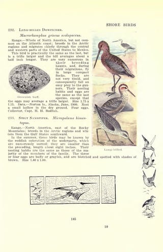 SHORE BIRDS
232. LONG-BILLED DOWITCHER.
Macrorhamphus griseus scolopaceus.
Range. Whole of North America, but not com-
mon on the Atlantic coast; breeds in the Arctic
regions and migrates chiefly through the central
and western parts of the United States to Mexico.
This bird is practically the same as the last, but
is a trifle larger and the bill averages about a
half inch longer. They are very numerous in
tifceir breeding
haunts, and, during
their migrations, fly
in large compact
.
flocks. They are
u not very timid, and
consequently fall an
easy prey to the gun-
ners. Their nesting
habits and eggs are
the same as the last
species, except that
the eggs may average a trifle larger. Size 1.75 x
1.15. Data. Norton Is., Alaska, June, 1900. Nest
a small hollow in the dry ground. Four eggs.
Collector, Capt. H. H. Bodfish.
'
.. -'
V*
ut^'f. "? s. &,
jfcjk- - y
Greenish buff.
Micropalama himan-233. STILT SANDPIPER.
topus.
Range. North America, east of the Rocky
Mountains; breeds in the Arctic regions and win-
ters from the Gulf States southward.
In the summer, these birds may be known by
the reddish coloration of the underparts, which
are numerously barred; they are smaller than
the preceding, length about eight inches. Their
nesting habits are the same as those of the ma-
jority of the members of the family. The three
or four eggs are buffy or grayish, and are blotched and spotted with shades of
brown. Size 1.40 x 1.00.
145
10
 