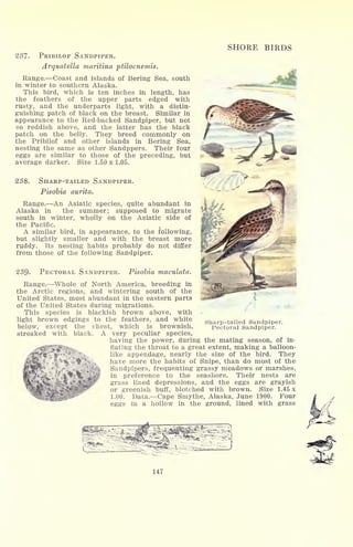 SHORE BIRDS
237- PRIBILOF SANDPIPER.
Arquatella maritina ptilocnemis.
Range. Coast and islands of Bering Sea, south
in winter to southern Alaska.
This bird, which is ten inches in length, has
the feathers of the upper parts edged with
rusty, and the underparts light, with a distin-
guishing patch of black on the breast. Similar in
appearance to the Red-backed Sandpiper, but not
so reddish above, and the latter has the black
patch on the belly. They breed commonly on
the Pribilof and other islands in Bering Sea,
nesting the same as other Sandppers. Their four
eggs are similar to those of the preceding, but
average darker. Size 1.50 x 1.05.
238. SHARP-TAILED SANDPIPER.
Pisobia aurita.
Range. An Asiatic species, quite abundant in
Alaska in the summer; supposed to migrate
south in winter, wholly on the Asiatic side of
the Pacific.
A similar bird, in appearance, to the following,
but slightly smaller and with the breast more
ruddy. Its nesting habits probably do not differ
from those of the following Sandpiper.
239- PECTORAL SANDPIPER. Pisobia maculata.
Range. Whole of North America, breeding in
the Arctic regions, and wintering south of the
United States, most abundant in the eastern parts
of the United States during migrations.
This species is blackish brown above, with
light brown edgings to the feathers, and white
below, except the chest, which is brownish,
streaked with black. A very peculiar species,
having the power, during the mating season, of in-
flating the throat to a great extent, making a balloon-
like appendage, nearly the size of the bird. They
have more the habits of Snipe, than do most of the
Sandpipers, frequenting grassy meadows or marshes,
in preference to the seashore. Their nests are
grass lined depressions, and the eggs are grayish
or greenish buff, blotched with brown. Size 1.45 x
1.00. Data. Cape Smythe, Alaska, June 1900. Four
eggs in a hollow in the ground, lined with grass
Sharp-tailed Sandpiper.
Pectoral Sandpiper.
147
 