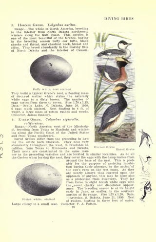 DIVING BIRDS
3. HORNED GREBE. Colymbus auritus.
Range. The whole of North America, breeding
in the interior from North Dakota northwest;
winters along the Gulf Coast. This species is
one of the most beautiful of the Grebes, having
in the breeding season buffy ear tufts, black
cheeks and throat, and chestnut neck, breast and
sides. They breed abundantly in the marshy flats
of North Dakota and the interior of Canada.
Buffy white, nest stained
They build a typical Grebe's nest, a floating mass
of decayed matter which stains the naturally
white eggs to a dirty brown. The number of
eggs varies from three to seven. Size 1.70 x 1.15.
Data. Devils Lake, N. Dakota, June 20, 1900.
6 eggs much stained. Nest floating in 4 ft. of
water, a large mass of rotten rushes and weeds.
Collector. James Smalley.
<k EARED GREBE. Colymbus nigricollis.
californicus.
Range. North America west of the Mississip-
pi, breeding from Texas to Manitoba and winter-
ing along the Pacific Coast of the United States
and from Texas southward.
Eared Grebes differ from the preceding in hay-
ing the entire neck blackish. They nest very
abundantly throughout the west, in favorable lo-
calities, from Texas to Minnesota and Dakota.
Their nests are constructed in the same man-
ner as the preceding varieties and are located in similar localities. As do all
the Grebes when leaving the nest, they cover the eggs with the damp rushes from
.,, , around the base of the nest. This is prob-
,.- , ably for the purpose of assisting incuba-
tion during their absence, by the action "of
. the sun's rays on the wet mass. As they
.are nearly always thus covered upon the
approach of anyone, this may be done also
as a protection from discovery. They lay
from three to eight bluish white eggs with
the , usual chalky and discolored appear-
ance. The breeding season is at its height
early in June, or earlier, in the southern
portion of its range. Size 1.75 x 1.20. Data.
Artesian, S. Dakota, June 21, 1899. Nest
of rushes, floating in three feet of water.
Large colony in a small lake. Collector, F. A. Patton.
13
Horned Grebe
Eared Grebe
Bluish white, stained
 