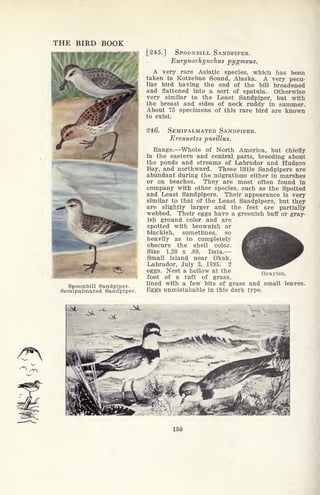 THE BIRD BOOK
Spoonbill Sandpiper.
Semipalmated Sandpiper
[245.] SPOONBILL SANDPIPER.
EurynorTiynchus pygmeus.
A very rare Asiatic species, which has been
taken in Kotzebue Sound, Alaska. A very pecu-
liar bird having the end of the bill broadened
and flattened into a sort of spatula. Otherwise
very similar to the Least Sandpiper, but with
the breast and sides of neck ruddy in summer.
About 75 specimens of this rare bird are known
to exist.
246. SEMIPALMATED SANDPIPER.
Ereunetes pusillus.
Range. Whole of North America, but chiefly
in the eastern and central parts, breeding about
the ponds and streams of Labrador and Hudson
Bay, and northward. These little Sandpipers are
abundant during the migrations either in marshes
or on beaches. They are most often found in
company with other species, such as the Spotted
and Least Sandpipers. Their appearance is very
similar to that of the Least Sandpipers, but they
are slightly larger and the feet are partially
webbed. Their eggs have a greenish buff or gray-
ish ground color and are
spotted with brownish or
blackish, sometimes, so
heavily as to completely
obscure the shell color.
Size 1.20 x .80. Data.
Small island near Okak,
Labrador, July 3, 1895. 2
eggs. Nest a hollow at the
foot of a tuft of grass,
lined with a few bits of grass and small leaves.
Eggs unmistakable in this dark type.
Grayish.
150
 