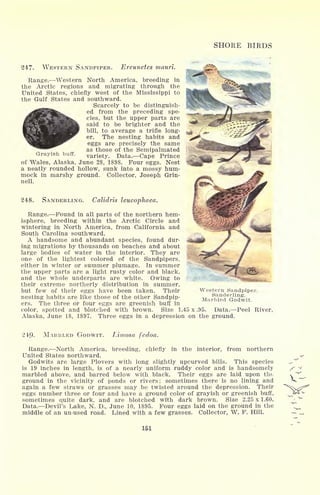 SHORE BIRDS
Grayish buff.
247. WESTERN SANDPIPER. Ereunetes mauri.
Range. Western North America, breeding in
the Arctic regions and migrating through the
United States, chiefly west of the Mississippi to
the Gulf States and southward.
Scarcely to be distinguish-
ed from the preceding spe-
cies, but the upper parts are
said to be brighter and the
bill, to average a trifle long-
er. The nesting habits and
eggs are precisely the same
as those of the Semipalmated
variety. Data. Cape Prince
of Wales, Alaska, June 28, 1898. Four eggs. Nest
a neatly rounded hollow, sunk into a mossy hum-
mock in marshy ground. Collector, Joseph Grin-
nell.
248. SANDERLING. Calidris leucophaea.
Range. Found in all parts of the northern hem-
isphere, breeding within the Arctic Circle and
wintering in North America, from California and
South Carolina southward.
A handsome and abundant species, found dur-
ing migrations by thousands on beaches and about
large bodies of water in the interior. They are
one of the lightest colored of the Sandpipers,
either in winter or summer plumage. In summer
the upper parts are a light rusty color and black,
and the whole underparts are white. Owing to
their extreme northerly distribution in summer,
but few of their eggs have been taken. Their
nesting habits are like those of the other Sandpip-
ers. The three or four eggs are greenish buff in
color, spotted and blotched with brown. Size 1.45 x
Alaska, June 18, 1897. Three eggs in a depression on
Western Sandpiper.
Sanderling-.
Marbled Godwit.
.95. Data. Peel River,
the ground.
249. MARBLED GODWIT. Limosa fedoa.
Range. North America, breeding, chiefly in the interior, from northern
United States northward.
Godwits are large Plovers with long slightly upcurved bills. This species
is 19 inches in length, is of a nearly uniform ruddy color and is handsomely
marbled above, and barred below with black. Their eggs are laid upon the
ground in the vicinity of ponds or rivers; sometimes there is no lining and
again a few straws or grasses may be twisted around the depression. Their
eggs number three or four and have a ground color of grayish or greenish buff,
sometimes quite dark, and are blotched with dark brown. Size 2.25 x 1.60.
Data. Devil's Lake, N. D., June 10, 1895. Four eggs laid on the ground in the
middle of an un-used road. Lined with a few grasses. Collector, W. F. Hill.
v-
161
 