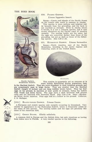 THE BIRD BOOK
250. PACIFIC GODWIT.
Limosa lapponica baueri.
Range. Coasts and islands of the Pacific Ocean
on the Asiatic side, north in summer to Alaska.
This species is more uniform and brighter rud-
dy beneath than the preceding, and the back is
not marbled as strongly. Even in Alaska where
it breeds, it is not a common species, and it only
occurs elsewhere on the Pacific coast of America,
casually. The nesting habits are the same, but
the eggs are somewhat darker than those of the
preceding, but not as dark as those of the follow-
ing species. Size 2.20x1.45.
251. HUDSONIAN GODWIT. Limosa haemastica
Range. North America, east of the Rocky
Mountains, breeding in the Arctic regions and
wintering south of the United States.
Brownish.
Pacific Godwit.
Hudsonian Godwit.
This species is apparently not as common or is
more locally distributed during migrations than
is the Marbled Godwit. They are more abundant in their breeding grounds and
are occasionally seen in large flocks. They are smaller than the Marbled
Godwit (length 18 inches) and are deep reddish brown below. They lay four
eggs on the ground, in marshes or near ponds or streams, lining the hollow
with weeds and dried leaves. The eggs have a dark brownish buff ground
color and are blotched with brownish black. Size 2.20 x 1.40. Data. Macken-
zie River, Arctic America. Four eggs laid in a hollow in the ground. Collector,
J. O. Stringer.
[252.] BLACK-TAILED GODWIT. Limosa limosa.
A European and Asiatic species only casually occurring in Greenland. Very
similar in appearance to our Hudsonian Godwit, which is frequently called by
the name of this species. The nesting habits and the eggs are precisely like
those of the American bird.
[253.] GREEN SHANK. Glottis nebularia.
A common bird in Europe and the British Isles, but only American as having
been taken once in Florida. A very similar species to the following.
152
 