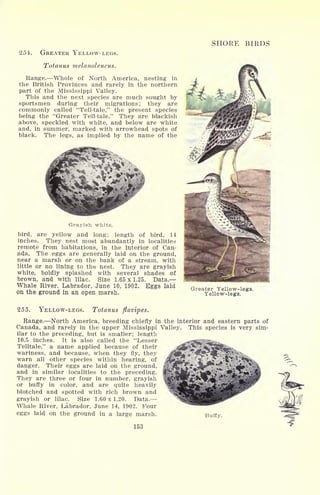 SHORE BIRDS
254. GREATER YELLOW-LEGS.
Totanus melanoleucus.
Range. Whole of North America, nesting in
the British Provinces and rarely in the northern
part of the Mississippi Valley.
This and the next species are much sought by
sportsmen during their migrations; they are
commonly called "Tell-tale," the present species
being the "Greater Tell-tale." They are blackish
above, speckled with white, and below are white
and, in summer, marked with arrowhead spots of
black. The legs, as implied by the name of the
Grayish white.
bird, are yellow and long; length of bird, 14
inches. They nest most abundantly in localities
remote from habitations, in the interior of Can-
ada. The eggs are generally laid on the ground,
near a marsh or on the bank of a stream, with
little or no lining to the nest. They are grayish
white, boldly splashed with several shades of
brown, and with lilac. Size 1.65 x 1.25. Data.
Whale River, Labrador, June 10, 1902, Eggs laid
on the ground in an open marsh.
Greater Yellow-legs.
Yellow-legs.
255. YELLOW-LEGS. Totanus flavipes.
Range. North America, breeding chiefly in the interior and eastern parts of
Canada, and rarely in the upper Mississippi Valley. This species is very sim-
ilar to the preceding, but is smaller; length
10.5 inches. It is also called the "Lesser
Telltale," a name applied because of their
wariness, and because, when they fly, they
warn all other species within hearing, of
danger. Their eggs are laid on the ground,
and in similar localities to the preceding.
They are three or four in number, grayish
or buffy in color, and are quite heavily
blotched and spotted with rich brown and
grayish or lilac. Size 1.60 x 1.20. Data.
Whale River, Labrador, June 14, 1902. Pour
eggs laid on the ground in a large marsh. Buffy.
153
 