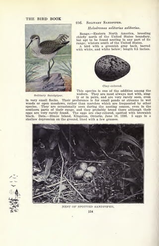 THE BIRD BOOK
256. SOLITARY SANDPIPER.
Helodromas solitarius solitarius.
Range. Eastern North America, breeding
chiefly north of the United States boundary,
but apt to be found nesting in any part of its
range; winters south of the United States.
A bird with a greenish gray back, barred
with white, and white below; length 8.5 inches.
Solitary Sandpiper.
Clay-colored.
This species is one of the oddities among the
waders. They are most always met with, sing-
ly or in pairs, and are very rarely seen, even
in very small flocks. Their preference is for small ponds or streams in wet
woods or open meadows, rather than marshes which are frequented by other
species. They are occasionally seen during the nesting season, even in the
southern parts of their range, and they probably breed there although their
eggs are very rarely found. The eggs are clay-colored, spotted with brownish
black. Data. Simco Island, Kingston, Ontario, June 10, 1898. 5 eggs in a
shallow depression on the ground, lined with a few grasses.
NEST OF SPOTTED SANDPIPER,
154
 