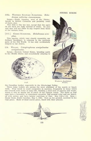 256a. WESTERN SOLITARY SANDPIPER. Helo-
dromas solitarius cinnamomeus.
Range. North America, west of the Plains;
breeds in British Columbia and probably south
of there, also.
This bird is like the last, except that the spots
on the back are buffy instead of white. Its nest
and eggs will not differ in any respect from those
of the eastern form.
[257-] GREEN SANDPIPER. Helodromas acro-
phus.
This species, which very closely resembles our
Solitary Sandpiper, is common in the northern
parts of the Old World. It has only accidentally
strayed to our shores.
258. WILLET. Catoptrophorus semipalmatus
semipalmatus.
Range. Eastern United States, breeding north
to the Middle States and occasionally straying to
SHORE BIRDS
Buff.
Western Sandpiper
Willet.
the Canadian border, especially in the Mississippi Valley.
These large waders are among the most abundant of the marsh or beach
birds. They breed in small companies in marshes, frequently in those which
are covered with water at high tide, building a frail nest of grasses and weeds,
where it will be barely out of reach of the highest water. The three or four
eggs have a brownish, or sometimes greenish, buff ground color and are blotch-
ed with umber, and have fainter markings of lilac. Size 2.00 x 1.50. Data.
Sandy Bank, South Carolina, May 3, 1901. Nest on the ground, secreted in the
high grass. Made of dead marsh grass, lined with finer grasses.
155
 