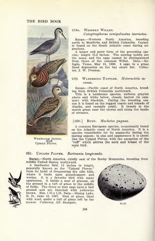THE BIRD BOOK
258a. WESTERN WILLET.
Catoptrophorus semipalmatus inornatus.
Range. Western North America, breeding
north to Manitoba and British Columbia. Casual-
ly found on the South Atlantic coast during mi-
grations.
A larger and paler form of the preceding spe-
cies; length 15.5 inches. The nesting habits are
the same, and the eggs cannot be distinguished
from those of the common Willet. Data. Re-
fugio, Texas, May 18, 1900. 4 eggs in a grass
lined depression on the bay shore flat. Collec-
tor, J. W. Preston.
25Q. WANDERING TATTLER.
canus.
Heteractitis in-
Wandering Tattler.
Ruff.
Upland Plover.
Range. Pacific coast of North America, breed-
ing from British Columbia northward.
This is a handsome species, uniform grayish
above and white below, closely barred (in sum-
mer) with blackish. During the breeding sea-
son it is found on the rugged coasts and islands of
Alaska, and casually south. It breeds in the
marsh grass near the shores and along the banks
of streams.
[260.] RUFF, Machetes pugnax,
A common European species, occasionally found
on the Atlantic coast of North America. It is a
species remarkable for its pugnacity during the
mating season; in size and appearance it is about
like the Upland Plover, with the exception of the
"ruff" which adorns the neck and breast of the
male bird,
261. UPLAND PLOVER. Bartramia longicauda.
Range. North America, chiefly east of the Rocky Mountains, breeding from
middle United States, northward.
A handsome bird, 12 inches in length, '^^' r
generally known as the "Upland Plover,"
from its habit of frequenting dry side hills,
where it feeds upon grasshoppers and
worms. It is a favorite bird with many
sportsmen. It builds a nest of grasses, on
the ground in a tuft of grass in the middle
of fields. The three or four eggs have a buff
ground and are blotched with yellowish
brown. Size 1.75 x 1.25. Data. Stump Lake,
N. D., June 10, 1897. Nest of grass, lined
with wool, under a tuft of grass left by the
mower. Collector, Alf. Eastgate. Buff.
J56
 