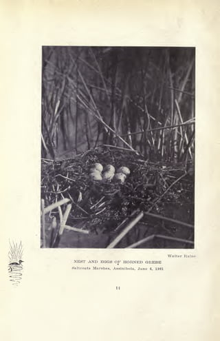 1 Walter Raine
NEST AND EGGS OF HORNED GREBE
Saltcoats Marshes, Assinibola, June 6, 1901
H
 