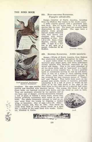 THE BIRD BOOK
262. BUFF-BREASTED SANDPIPER.
Tryngites subruficollis.
Range. Interior of North America, breeding
from the Hudson Bay region to the Arctic coast.
A buffy colored species, with a peculiarly mar-
bled back. Size 8.5 inches long. It is an upland
species like the last. The nests are scantily lined
depressions in the ground. The eggs have a
grayish white ground
and are boldly blotched
with rich brown and
chestnut with fainter
markings of lilac. Size
1.45 x 1.05. Data. Cape
Smythe, Alaska, June,
1900. 4 eggs in a hol-
low in dry spot on a
marsh. Collector, H. H.
Bodfish. Grayish white.
263. SPOTTED SANDPIPER. Actitis macularia.
Range. Whole of North America from Hudson
Bay southward, breeding throughout its range.
A small wader about 7.5 inches in length, with
brownish gray upper parts, and white underparts
thickly spotted with blackish, especially on the
breast and flanks. This is the most abundant of
all the shore birds, and its "peet-weet" is a famil-
iar sound to every country boy. It has a peculiar
habit of continually moving its tail up and down,
when at rest on a stone or when running along
the shore; from these characteristic actions it
has received the very common names of "Teeter-
tail" and "Tip-up." They build their nests on the
ground near ponds, brooks or marshes, generally
concealing it in a tuft of grass or weeds on the
shore or in the high grass at the edge of the
meadows. The eggs number from three to five and are of a grayish buff color,
spotted and blotched with blackish brown. The young, like those of all the
shore birds, are hatched covered with down, and run about as soon as born.
They are anxiously attended by the parents and at
the least sign of danger, conceal themselves beneath ^ 3^5 ^.
a tuft of grass or behind a small stone, where they ^ r
remain perfectly motionless until called by the old
birds. The adults frequently attempt to lead an en-
emy away from the young by feigning a broken
wing, or lameness. Size of eggs 1.35 x .90. Data.
Parker County, Ind., May 22, 1901. Nest about six
yards from bank of creek, among weeds on a sand
bar; a hollow in the sand lined with weeds. Collec-
tor, Winfield S. Catlin. Buff.
Buff-breasted Sandpiper.
Spotted Sandpiper.
158
 