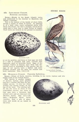 264. LONG-BILLED CURLEW.
Numenius americanus.
Range. Breeds in the South Atlantic states
and northward in the interior to Manitoba and
British Columbia.
This is the largest of the family of shore birds,
having a length of about 24 inches. Its plumage
is of a buffy color, much variegated above with
black and brown ;
the bill is strongly curved down-
ward and is from four to eight inches in length.
Their nests are located on the ground in meadows
SHORE BIRDS
Greenish buff.
or on the prairies, and three or four eggs are laid,
of a buff or greenish buff color, covered with
numerous spots of brownish black. Eggs of the
common Curlew of Europe, have been very fre-
quently used as belonging to this species, but the
eggs of our species have a lighter and more
greenish ground, and the spots are smaller and
more numerous. Size, 2.50 x 1.80.
Long-billed Curlew.
Hudsonian, Curlew,
265. HUDSONIAN CURLEW. Numenius hudsonicus.
Range. Whole of North America, breeding in the Arctic regions and win-
tering south of the United States.
This species is smaller (length
17 inches), darker, more grayish
and has a shorter bill than the pre-
ceding species. It also has white
median and lateral stripes on the
top of the head. The nesting hab-
its are the same as those of the
Long-billed species; the three or
four eggs have a brownish bulf
ground color and are blotched with
blackish brown. Size 2.25 x 1.60.
Data. McKenzie River, Arctic
America. Nest a pile of grass,
moss and weeds on an island in
the river. Brownish buff.
159
 