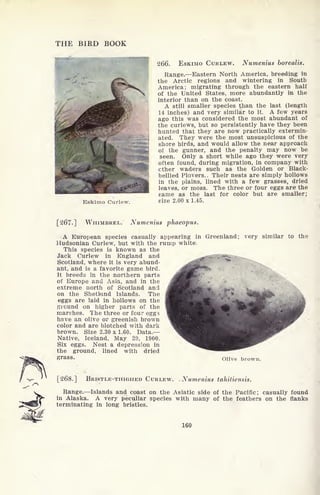 THE BIRD BOOK
Eskimo Curlew.
266. ESKIMO CURLEW. Numenius borealis.
Range. Eastern North America, breeding in
the Arctic regions and wintering in South
America; migrating through the eastern half
of the United States, more abundantly in the
interior than on the coast.
A still smaller species than the last (length
14 inches) and very similar to it. A few years
ago this was considered the most abundant of
the curlews, but so persistently have they been
hunted that they are now practically extermin-
ated. They were the most unsuspicious of the
shore birds, and would allow the near approach
of the gunner, and the penalty may now be
seen. Only a short while ago they were very
often found, during migration, in company with
ether waders such as the Golden or Black-
bellied Plovers. . Their nests are simply hollows
in the plains, lined with a few grasses, dried
leaves, or moss. The three or four eggs are the
same as the last for color but are smaller;
size 2.00 x 1.45.
[267.] WHIMBREL.' Numenius phaeopus.
A European species casually appearing in Greenland; very similar to the
Hudsonian Curlew, but with the rump white,
This species is known as the
Jack Curlew in England and ^^^dBUBH^G*
Scotland, where it is very abund-
ant, and is a favorite game bird.
It breeds in the northern parts
of Europe and Asia, and in the
extreme north of Scotland and
on the Shetland Islands. The
eggs are laid in hollows on the
ground on higher parts of the
marshes. The three or four eggs
have an olive or greenish brown
color and are blotched with dark
brown. Size 2.30 x 1.60. Data.
Native, Iceland, May 29, 1900.
Six eggs. Nest a depression in
the ground, lined with dried
grass. Olive broWn.
[268.] BRISTLE-THIGHED CURLEW. Numenius tahiliensis.
Range. Islands and coast on the Asiatic side of the Pacific; casually found
in Alaska. A very peculiar species with many of the feathers on the flanks
terminating in long bristles.
160
 