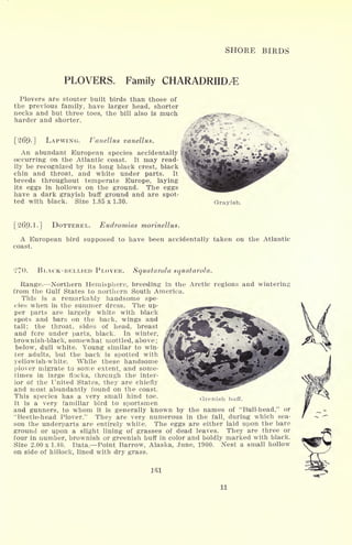 SHORE BIRDS
PLOVERS. Family CHARADRIID^E
Plovers are stouter built birds than those of
the previous family, have larger head, shorter
necks and but three toes, the bill also is much
harder and shorter.
[269-] LAPWING. Fanellus vanellus.
An abundant European species accidentally
occurring on the Atlantic coast. It may read-
ily be recognized by its long black crest, black
chin and throat, and white under parts. It
breeds throughout temperate Europe, laying
its eggs in hollows on the ground. The eggs
have a dark grayish buff ground and are spot-
ted with black. Size 1.85x1.30. Grayish.
[269-1-] DOTTEREL. Eudromias morinellus.
A European bird supposed to have been accidentally taken on the Atlantic
coast.
BLACK-BELLIED PLOVER. Squatarola squatarola.
Range. Northern Hemisphere, breeding in the Arctic regions and wintering
from the Gulf States to northern South America.
This is a remarkably handsome spe-
cies when in the summer dress. The up-
per parts are largely white with black
spots and bars on the back, wings and
tail; the throat, sides of head, breast
and fore under parts, black. In winter,
brownish-black, somewhat mottled, above;
below, dull white. Young similar to win-
ter adults, but the back is spotted with
yellowish-white. While these handsome
plover migrate to some extent, and some-
times in large flocks, through the inter-
ior of the United States, they are chiefly
and most abundantly found on the coast.
This species has a very small hind toe.
It is a very familiar bird to sportsmen
and gunners, to whom it is generally known by the names of "Bull-head," or
"Beetle-head Plover." They are very numerous in the fall, during which sea-
son the underparts are entirely white. The eggs are either laid upon the bare
ground or upon a slight lining of grass-es of dead leaves. They are three or
four in number, brownish or greenish buff in color and boldly marked with black.
Size 2.00 x 1.40. Data. Point Barrow, Alaska, June, 1900. Nest a small hollow
on side of hillock, lined with dry grass.
Ifil
Grenish buff.
11
 