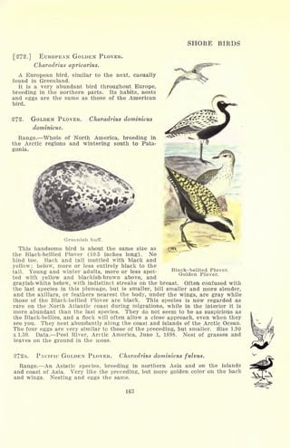 SHORE BIRDS
[272.] EUROPEAN GOLDEN PLOVER.
Charadrius apricarius.
A European bird, similar to the next, casually
found in Greenland.
It is a very abundant bird throughout Europe,
breeding in the northern parts. Its habits, nests
and eggs are the same as those of the American
bird.
272. GOLDEN PLOVER.
dominions.
Charadrius dominions
Range. Whole of North America, breeding in
the Arctic regions and wintering south to Pata-
gonia.
Black-bellied Plover.
Golden Plover.
w
Greenish buff.
This handsome bird is about the same size as
the Black-bellied Plover (10.5 inches long). No
hind toe. Back and tail mottled with black and
yellow; below, more or less entirely black to the
tail. Young and winter adults, more or less spot-
ted with yellow and blackish-brown above, and
grayish-white below, with indistinct streaks on the breast. Often confused with
the last species in this plumage, but is smaller, bill smaller and more slender,
and the axillars, or feathers nearest the body, under the wings, are gray while
those of the Black-bellied Plover are black. This species is now regarded as
rare on the North Atlantic coast during migrations, while in the interior it is
more abundant than the last species. They do not seem to be as suspicious as
the Black-bellies, and a flock will often allow a close approach, even when they
see you. They nest abundantly along the coast and islands of the Arctic Ocean.
The four eggs are very similar to those of the preceding, but smaller. Size 1.90
x 1.30. Data. Peel River, Arctic America, June 1, 1898. Nest of grasses and
leaves on the ground in the moss.
272a. PACIFIC GOLDEN PLOVER. Charadrius dominions fulvus.
Range. An Asiatic species, breeding in northern Asia and on the islands
and coast of Asia. Very like the preceding, but more golden color on the back
and wings. Nesting and eggs the same.
163
 