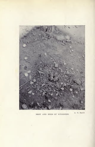 NEST AND EGGS OF KILLDEER.
A. R. Spaid.
 