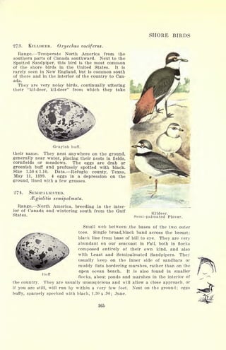 SHORE BIRDS
273. KILLDEER. Oxyechus vociferus.
Range. Temperate North America from the
southern parts of Canada southward. Next to the
Spotted Sandpiper, this bird is the most common
of the shore birds in the United States. It is
rarely seen in New England, but is common south
of there and in the interior of the country to Can-
ada.
They are very noisy birds, continually uttering
their "kil-deer, kil-deer" from which they take
Grayish buff.
their name. They nest anywhere on the ground,
generally near water, placing their nests in fields,
cornfields or meadows. The eggs are drab or
greenish buff and profusely spotted with black.
Size 1.50x1.10. Data. Refugio county, Texas,
May 11, 1899. 4 eggs in a depression on the
ground, lined with a few grasses.
SEMIPALMATED.
Mgialitis semipalmata.
Range. North America, breeding in the inter-
ior of Canada and wintering south from the Gulf
States.
Kildeer.
Semi-palmated Plover.
Small web between ..the bases of the two outer
toes. Single broad,black band across the breast;
black line from base of bill to eye. They are very
abundant on our seacoast in Fall, both in flocks
composed entirely of their own kind, and also
with Least and Semipalmated Sandpipers. They
usually keep on the inner side of sandbars or
muddy flats bordering marshes, rather than on the
open ocean beach. It is also found in smaller
flocks, about ponds and marshes in the interior of
the country. They are usually unsuspicious and will allow a close approach, or
if you are still, will run by within a very few feet. Nest on the ground; eggs
buffy, sparsely specked with black, 1.30x.90; June.
165
Buff
 