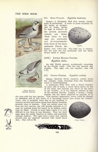 THE BIRD BOOK
275. RING PLOVER. JEgialitis hiaticula.
Range. A European bird that breeds abund-
antly in Greenland. It nests in great numbers on
the banks of streams
and in fields, laying
its eggs in hollows on
the ground, generally
without any lining.
Their three or four
eggs are practically
not distinguishable
from those of the Semi-
palmated Plover, but BufCy.
larger; siae, 1.40x1.00. The bird, too, is similar,
but the toes are not palmated, and the black
breast band is wider.
[276.] LITTLE RINGED PLOVER.
JEgialitis dubia.
An Old World species, accidentally occurring
on the Pacific coast. Like the last species, but
smaller. The eggs, too, are smaller; size 1.20
x.85.
277. PIPING PLOVER. JEgialitis meloda.
Range. Eastern North America, chiefly along
the Atlantic coast, breeding from the Carolinas
north to Newfoundland.
A handsome little bird, with a black crescent
i on each side of neck, a small black patch on top
of the head, and without any black on the lores
or ear coverts. It is the lightest colored of any
of the eastern Plovers. Length, 7 inches. Young,
similar, but the black replaced by grayish, as is
the case with the last species. This species, apparently, never could be classed
as abundant and of late years, it is becoming rather rare along our Atlantic
coast; this is probably more due to the building of
summer resorts and homes along their former breeding
grounds than to hunters. They are rather more shy
than the last species, but will usually attempt to es-
cape by running along the beach or by hiding, rather
than by flight. Owing to their light colors it is very
difficult to see them at any distance. They lay their
eggs upon the sandy beaches in slight, and generally
unlined, hollows. The eggs have a pale clay colored
ground and are sparsely specked with small black
dots. Size 1.25 X 1.00. Clay Color,
Ring Plover.
Snowy Plover.
166
 
