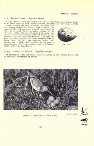 SHORE BIRDS
278. SNOWY PLOVER. JEgialitis nivosa.
Range. Breeds along the Pacific coast of the United States, and from Texas
to Manitoba in the interior. Winters on the California coast and south to Chili.
Snowy Plovers are very much like the Piping, but
are smaller (length 6.5 inches), have a longer and
more slender bill, and have a small black patch on
the side of head. It is the palest colored of the
Plovers. Large numbers of them nest along the
Pacific coast and in Texas; north of Texas, in the
interior, they are locally distributed. The eggs are
pale clay color, marked with small scratchy dots of
black. Size 1.20 x .90. Data. Newport Beach, Cali-
fornia, May 1, 1897. Nest a hollow in the sand, a
short distance above high water; lined with broken
shell. Collector, Evan Davis.
Pale buff.
[279-] MONGOLIAN PLOVER. JEgialitis mongola.
An inhabitant of the Old World, awarded a place in our avifauna because of
its accidental occurrence at Alaska.
SPOTTED SANDPIPER AND NEST.
167
C. A. Reed.
 