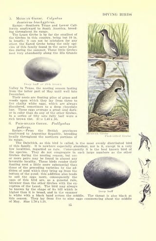 DIVING BIRDS
5. MEXICAN GREBE. Coif) nib us
dominicus brachypterus.
Range. Southern Texas and Lower Cali-
fornia southward to South America, breed-
ing throughout its range.
The Least Grebe is by far the smallest of
the Grebes in this country, being but 10 in.
in length; it can not be mistaken for any
other, the Eared Grebe being the only spe-
cies of this family found in the same locali-
ties during the summer. These little Grebes
nest very abundantly along the Rio Grande
Deep huff or rich brown
Valley in Texas, the nesting season lasting
from the latter part of May until well into
December.
Their nests are floating piles of grass and
weeds upon which they lay from three to
five chalky white eggs, which are always
discolored, sometimes to a deep chocolate
hue. These eggs average a great deal dark-
er in color than do any of the other Grebes.
In a series of fifty sets fully half were a
rich brown tint. Sl:;e 1.40 x .95.
6. PIED-BILLED GREBE. Podilymbus
podiceps.
Range. From the British provinces
southward to Argentine Republic, breeding
locally throughout the northern portions of
its range.
The Dabchick, as this bird is called, is the most evenly distributed bird
of this family. It is nowhere especially abundant, nor is it, except in a very
Mexican Grebe
Pied-billed Grebe
few localities, regarded as rare. Consequently
the species. They do not congregate in such
Grebes during the nesting season, but one
or more pairs may be found in almost any
favorable locality. These birds render their
floating nest a little more substantial than
those of the preceding varieties by the ad-
dition of mud which they bring up from the
bottom of the pond; this addition also tends
to soil the eggs more, consequently the
eggs of this bird are, as a general rule,
browner than the other Grebes with the ex-
ception of the Least. The bird may always
be known by the shape of its bill which is
higher than it is broad, and in the summer
is white with a black band across the middle.
it is the best known bird of
large numbers as the other
Deep buff
The throat is also black at
this season. They lay from five to nine eggs commencing about the middle
of May. Size 1.70 x 1.18.
15
 