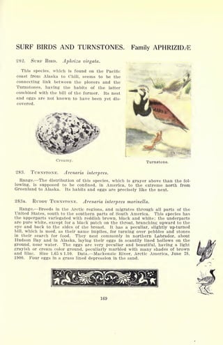 SURF BIRDS AND TURNSTONES. Family APHRIZHXE
282. SURF BIRD. Aphriza virgata.
This species, which is found on the Pacific
coast from Alaska to Chili, seems to be the
connecting link between the plovers and the
Turnstones, having the habits of the latter
combined with the bill of the former. Its nest
and eggs are not known to have been yet dis-
covered.
Creamy. Turnstone.
283. TURNSTONE. Arenaria interpres.
Range. The distribution of this species, which is grayer above than the fol-
lowing, is supposed to be confined, in America, to the extreme north from
Greenland to Alaska. Its habits and eggs are precisely like the next.
283a. RUDDY TURNSTONE. Arenaria interpres morinella.
Range. Breeds in the Arctic regions, and migrates through all parts of the
United States, south to the southern parts of South America. This species has
the upperparts variegated with reddish brown, black and white; the underparts
are pure white, except for a black patch on the throat, branching upward to the
eye and back to the sides of the breast. It has a peculiar, slightly up-turned
bill, which is used, as their name implies, for turning over pebbles and stones
in their search for food. They nest commonly in northern Labrador, about
Hudson Bay and in Alaska, laying their eggs in scantily lined hollows on the
ground, near water. The eggs are very peculiar and beautiful, having a light
grayish or cream color ground, peculiarly marbled with many shades of brown
and lilac. Size 1.65 x 1.10. Data. Mackenzie River, Arctic America, June 28,
1900. Four eggs in a grass lined depression in the sand.
169
 