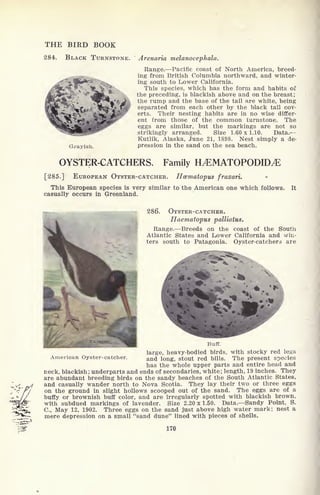 THE BIRD BOOK
284. BLACK TURNSTONE. Arenaria melanocephala.
Grayish.
Range. Pacific coast of North America, breed-
ing from British Columbia northward, and winter-
ing south to Lower California.
This species, which has the form and habits of
the preceding, is blackish above and on the breast;
the rump and the base of the tail are white, being
separated from each other by the black tail cov-
erts. Their nesting habits are in no wise differ-
ent from those of the common turnstone. The
eggs are similar, but the markings are not so
strikingly arranged. Size 1.60 x 1.10. Data.
Kutlik, Alaska, June 21, 1898. Nest simply a de-
pression in the sand on the sea beach.
OYSTER-CATCHERS. Family H^EMATOPODID^
[285.] EUROPEAN OYSTER-CATCHER. Hcematopus frazari.
This European species is very similar to the American one which follows,
casually occurs in Greenland.
It
286. OYSTER-CATCHER.
Haematopus palliatus.
Range. Breeds on the coast of the South
Atlantic States and Lower California and win-
ters south to Patagonia. Oyster-catchers are
American Oyster-catcher.
Buff.
large, heavy-bodied birds, with stocky red legs
and long, stout red bills. The present species
has the whole upper parts and entire head and
neck, blackish ; underparts and ends of secondaries, white; length, 19 inches. They
are abundant breeding birds on the sandy beaches of the South Atlantic States,
and casually wander north to Nova Scotia. They lay their two or three eggs
on the ground in slight hollows scooped out of the sand. The eggs are of a
buffy or brownish buff color, and are irregularly spotted with blackish brown,
with subdued markings of lavender. Size 2.20x1.50. Data. Sandy Point, S.
C., May 12, 1902. Three eggs on the sand just above high water mark; nest a
mere depression on a small "sand dune" lined with pieces of shells,
170
 