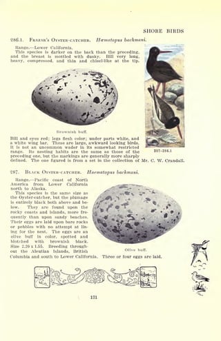 SHORE BIRDS
286.1. FRAZAR'S OYSTER-CATCHER. Hcematopus bachmani.
Range. Lower California.
This species is darker on the back than the preceding,
and the breast is mottled with dusky. Bill very long,
heavy, compressed, and thin and chisel-like at the tip.
Brownish buff.
Bill and eyes red; legs flesh color; under parts white, and
a white wing bar. These are large, awkward looking birds.
It is not an uncommon wader in its somewhat restricted
range. Its nesting habits are the same as those of the
preceding one, but the markings are generally more sharply
defined. The one figured is from a set in the collection of Mr. C. W. Crandall.
287-286.1
287- BLACK OYSTER-CATCHER. Haematopus bachmani.
Range. Pacific coast of North
America from Lower California ,
^MM
north to Alaska.
This species is the same size as -W^F<t ^
the Oyster-catcher, but the plumage
is entirely black both above and be-
low. They are found upon the
rocky coasts and islands, more fre-
quently than upon sandy beaches.
Their eggs are laid upon bare rocks
or pebbles with no attempt at lin-
ing for the nest. The eggs are an
olive buff in color, spotted and
blotched with brownish black.
Size 2.20 x 1.55. Breeding through-
out the Aleutian Islands, British
Columbia and south to Lower California.
to'l*:
*'/
Olive buff.
Three or four eggs are laid.
171
 
