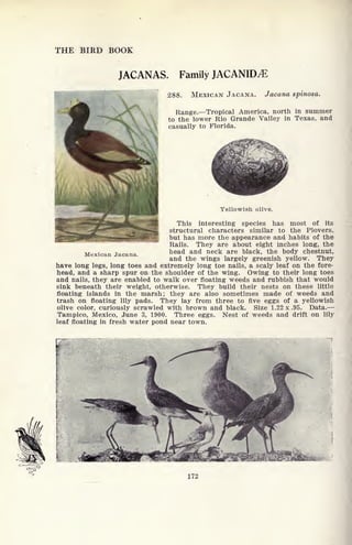 THE BIRD BOOK
JACANAS. Family JACANHXE
288. MEXICAN JACANA. Jacana spinosa.
Range. Tropical America, north in summer
to the lower Rio Grande Valley in Texas, and
casually to Florida.
Mexican Jacana.
Yellowish olive.
a^ j^r
r^P^i^,^ This interesting species has most of its
structural characters similar to the Plovers,
but has more the appearance and habits of the
Rails. They are about eight inches long, the
head and neck are black, the body chestnut,
and the wings largely greenish yellow. They
have long legs, long toes and extremely long toe nails, a scaly leaf on the fore-
head, and a sharp spur on the shoulder of the wing. Owing to their long toes
and nails, they are enabled to walk over floating weeds and rubbish that would
sink beneath their weight, otherwise. They build their nests on these little
floating islands in the marsh; they are also sometimes made of weeds and
trash on floating lily pads. They lay from three to five eggs of a yellowish
olive color, curiously scrawled with brown and black. Size 1.22 x .95. Data.
Tampico, Mexico, June 3, 1900. Three eggs. Nest of weeds and drift on lily
leaf floating in fresh water pond near town.
F
^
172
 