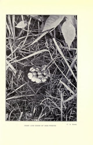NEST AND EGGS OF BOB-WHITE
C. A. Reed.
 