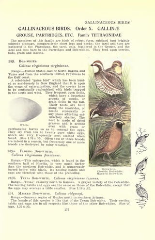 GALLINACEOUS BIRDS
GALLINACEOUS BIRDS. Order X. GALLING
GROUSE, PARTRIDGES, ETC. Family TETRAONIDAE
The members of this family are birds of robust form, subdued (not brightly
colored) plumage, comparatively short legs and necks; the tarsi and toes are
feathered in the Ptarmigan, the tarsi, only, feathered in the Grouse, and the
tarsi and toes bare in the Partridges and Bob-whites. They feed upon berries,
buds, grain and insects.
289. BOB-WHITE.
Colinus virginianus virginianus.
Range. United States east ot North Dakota and
Texas and from the southern British Provinces to
the Gulf coast.
A celebrated "game bird" which has been hunt-
ed so assiduously in New England that it is upon
the verge of extermination, and the covers have
to be continually replenished with birds trapped
in the south and west. They frequent open fields,
which have a luxuriant
growth of weeds, or
grain fields in the fall.
Their nests are built
along the roadsides, or
beside stonewalls or
any place affording sat-
isfactory shelter. The
nest is made of dried
grasses and is arched
over with grass or
as to conceal the eggs,
eggs,
when
White.
overhanging leaves
They lay from ten to twenty pure white
which are very frequently nest stained
so
found. Size 1.20 x .95. Often two or three broods
are raised in a season, but frequently one or more
broods are destroyed by rainy weather.
289a. FLORIDA BOB-WHITE.
Colinus virginianus floridanus.
Range. This sub-species, which is found in the
southern half of Florida, is very much darker
than the northern Bob-white, and is numerously
barred below with black. Its nesting habits and
eggs are identical with those of the preceding.
289b. TEXAS BOB-WHITE. Colinus virginianus texanus.
Range. Texas ; casually north to Kansas. A grayer variety of the Bob-white,
The nesting habits and eggs are the same as those of the Bob-white, except that
the eggs may average a trifle smaller. Size 1.18 x .92.
291. MASKED BOB-WHITE. Colinus ridgwayi.
Range. Sonoran region of Mexico north to southern Arizona.
The female of this species is like that of the Texan Bob-white. Their nesting
habits and eggs are in all respects like those of the other Bob-whites. Size of
eggs, 1.20 x.95.
175
Bobwhite.
Florida Bobwhite.
Masked Bobwhite.
 
