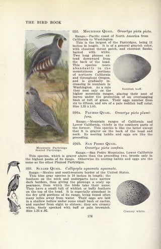 THE BIRD BOOK
292. MOUNTAIN QUAIL. Oreortyx picta picta.
Range. Pacific coast of North America from
California to Washington.
This is the largest of the Partridges, being 11
inches in length. It is of a general grayish color,
with chestnut throat patch, and chestnut flanks,
barred with white.
Two long plumes ex-
tend downward from
the back of the head.
This species nests
abundantly in the
mountainous portions
of northern California
and throughout Oregon,
and is gradually in-
creasing in numbers in
Washington. As a rule
they nest only on the
higher mountain ranges, placing their nest of
leaves under the protection of an overhanging
bush or tuft of grass. Their eggs number from
six to fifteen, and are of a pale reddish buff color.
Size 1.35 x 1.05.
Reddish buff.
PLUMED QUAIL.
fera.
Oreortyx picta plumi-
Mountain Partridge
Scaled Partridge.
Range. Mountain ranges of California and
Lower California, chiefly in the southern parts of
the former. This species is like the latter except
that it is grayer on the back of the head and
neck. Its nesting habits and eggs are like the
preceding.
292b. SAN PEDRO QUAIL.
Oreortyx picta confinis.
Range. San Pedro Mountains, Lower California
This .species, which is grayer above than the preceding two, breeds only in
the highest peaks of its range. Otherwise its nesting habits and eggs are the
same as the other Plumed Partridges.
293. SCALED QUAIL. Callipepla squamata squamata.
Range. Mexico and southwestern border of the United States.
This blue gray species is 10 inches in length; the
feathers on the neck and underparts have narrow
dark borders, thus giving the plumage a scaly ap-
pearance, from which the birds take their name.
They have a small tuft of whitish or buffy feathers
on the top of the head. It is especially abundant in
the dry arid portions of its range, being found often <fr
many miles away from water. Their eggs are laid
in a shallow hollow under some small bush or cactus,
and number from eight to sixteen; they are creamy
white, finely specked with buff or pale, brownish.
Size 1.25 X .95. Creamy white.
176
 