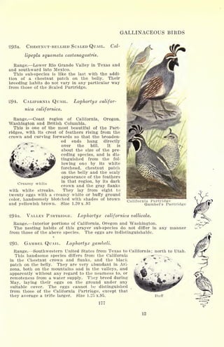 GALLINACEOUS BIRDS
293a. CHESTNUT-BELLIED SCALED QUAIL. Cal-
lipepla squamata castanogastris.
Range. Lower Rio Grande Valley in Texas and
and southward into Mexico.
This sub-species is like the last with the addi-
tion of a chestnut patch on the belly. Their
breeding habits do not vary in any particular way
from those of the Scaled Partridge.
294- CALIFORNIA QUAIL. Lophortyx califor-
nica californica.
Range. Coast region of California, Oregon,
Washington and British Columbia.
This is one of the most beautiful of the Part-
ridges, with its crest of feathers rising from the
crown and curving forwards so that the broaden-
ed ends hang directly
over the bill. It is
about the size of the pre-
ceding species, and is dis-
tinguished from the fol-
lowing one by its white
forehead, chestnut patch
on the belly and the scaly
appearance of the feathers
in that region, by its dark
crown and the gray flanks
They lay from eight to
twenty eggs with a creamy white or buffy ground
color, handsomely blotched with shades of brown
and yellowish brown. Size 1.20 x .93
Creamy white
with white streaks.
California Partridge
Gambel's Partridge
294a. VALLEY PARTRIDGE. Lophortyx californica vallicola.
Range. Interior portions of California, Oregon and Washington.
The nesting habits of this grayer sub-species do not differ in any manner
from those of the above species. The eggs are indistinguishable.
t
295. GAMBEL QUAIL. Lophortyx gambeli.
Range. Southwestern United States from Texas to California; north to Utah.
This handsome species differs from the California
in the Chestnut crown and flanks, and the black
patch on the belly. They are very abundant in Ari-
zona, both on the mountains and in the valleys, and
apparently without any regard to the nearness to, or
remoteness from a water supply. They breed during
May, laying their eggs on the ground under any
suitable cover. The eggs cannot be distinguished
from those of the California Partridge, except that
they average a trifle larger. Size 1.25 x.95. Buff
177
12
 