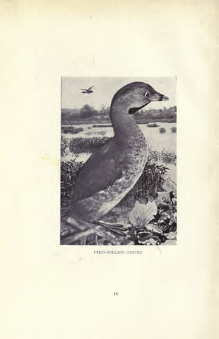 PIED-BILLED GREBE
 