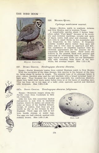 THE BIRD BOOK'
Mearns Partridge
296. MEARNS QUAIL.
Cyrtonyx montezumce mearnsi.
Range. Mexico, north to southern Arizona
and New Mexico, and to western Texas.
A remarkable species about 9 inches long;
often called 'Tool Quail" because of its eccen-
tric and clownish markings, streaks and spots
of black, white, buff, gray and chestnut. It is
met with in small flocks on the mountains and
less frequently in the valleys. It frequents
scrubby wooded places rather than open hill
sides and is very easy to approach and kill;
this confidence or stupidity together with its
clownish appearance are the reasons for its
commonly used local name. Their nests are
hollows in the ground, lined with grasses and
concealed by overhanging tufts of grass. The
eggs, which are pure white, are not distinguish-
able with certainty from those of the Bob-
white, but average longer. Size 1.25 x .95.
297. DUSKY GROUSE. Dendragapus obscurus obscurus.
<
Rocky Mountain region from central Montana south to New Mexico.
With the exception of the Sage Grouse, this species is the largest of the fam-
ily, being about 20 inches in length. The general tone of its plumage below is
gray; above, blackish gray and the tail blackish with a broad terminal band of
light gray. They frequent the wooded and especially the coniferous districts,
where they build their nests under fallen trees or at the bases of standing ones.
They lay from six to ten eggs of a buffy color, sparsely spotted and blotched
with brownish. Size 2.00x1.40.
297a. SOOTY GROUSE. Dendragapus obscurus fuliginosus.
Range. Mountain ranges along the f
,<
Pacific coast from California to Brit-
ish Columbia.
Like the last, this somewhat darker
sub-species is met with in timbered
regions, where its habits are about the
same as those of the Ruffled Grouse,
except, of course, that they are not
nearly as shy as the Grouse in New
England. Their eggs are laid in hol-
lows beside stumps or under logs.
The eggs are buff colored, spotted with
reddish brown. Size 2.00 x 1.40. Rich
178
 