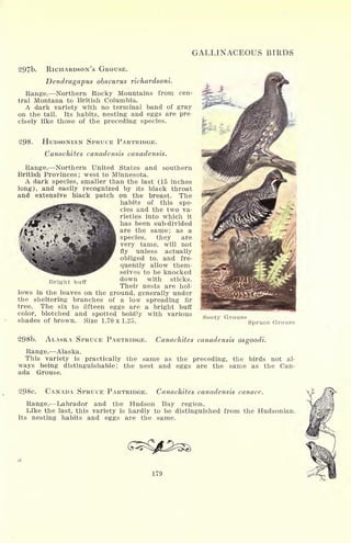GALLINACEOUS BIRDS
297b. RICHARDSON'S GROUSE.
Dendragapus obscurus richardsoni.
Range. Northern Rocky Mountains from cen-
tral Montana to British Columbia.
A dark variety with no terminal band of gray
on the tail. Its habits, nesting and eggs are pre-
cisely like those of the preceding species.
298. HUDSONIAN SPRUCE PARTRIDGE.
Canachites canadensis canadensis.
Range. Northern United States and southern
British Provinces; west to Minnesota.
A dark species, smaller than the last (15 inches
long), and easily recognized by its black throat
and extensive black patch on the breast. The
habits of this spe-
cies and the two va-
rieties into which it
has been sub-divided
are ^e same >
as a
species, they are
very tame, will not
fly unless actually
obliged to, and fre-
quently allow them-
selves to be knocked
down with sticks.
Their nests are hol-
lows in the leaves on the ground, generally under
the sheltering branches of a low spreading fir
tree. The six to fifteen eggs are a bright buff
color, blotched and spotted boldly with various
shades of brown. Size 1.70 x 1.25.
Bright buff
Sooty Grouse
Spruce Grouse
298b. ALASKA SPRUCE PARTRIDGE. Canachites canadensis osgoodi.
Range. Alaska.
This variety is practically the same as the preceding, the birds not al-
ways being distinguishable; the nest and eggs are the same as the Can-
ada Grouse.
298c. CANADA SPRUCE PARTRIDGE. Canachites canadensis canace.
Range. Labrador and the Hudson Bay region.
Like the last, this variety is hardly to be distinguished from the Hudsonian.
Its nesting habits and eggs are the same.
179
 