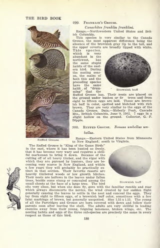 THE BIRD BOOK
299- FRANKLIN'S GROUSE.
Canachites franklin franklini.
Range. Northwestern United States and Brit-
ish Columbia.
This species is very similar to the Canada
Grouse, the most apparent difference being the
absence of the brownish gray tip to the tail, and
the upper coverts are broadly tipped with white.
This species,
which is very
abundant in the
northwest, has
the same stupid
habits of the east-
ern bird. During
the mating seas-
on, the males of
both this and the
preceding species
have the same
habit . of "drum-
ming" that the
Ruffed Grouse has.
Brownish buff
Ruffed Grouse
Their nests are placed on
the ground under bushes or fir trees and from
eight to fifteen eggs are laid. These are brown-
ish buff in color, spotted and blotched with rich
brown. They are very similar to the eggs of the
Canada Grouse. Data. Moberly Peak, Cascade
Mts., British Columbia, June 9, 1902. 7 eggs in a
slight hollow on the ground. Collector, G. P.
Dippie.
300. RUFFED GROUSE. Bonasa umbellus um-
bellus.
Range. Eastern United States from Minnesota
to New England; south to Virginia.
The Ruffed Grouse is "King of the Game Birds"
in the east, where it has been hunted so freely,
that it has become very wary and requires a skill-
ful marksman to bring it down. Because of the
cutting off of all heavy timber, and the vigor with
which they are pursued by hunters, they are be-
coming very scarce in New England, and within
a few years they will probably be practically ex-
tinct in that section. Their favorite resorts are
heavily timbered woods or low growth birches.
Their nests are hollows in the leaves under fallen
trees, beside some stump or concealed among the
small shoots at the base of a large tree. The bird
sits very close, but when she does fly, goes with the familiar rumble and roar
which always disconcerts the novice, the wind created by her sudden flight
generally causing the leaves to settle in the nest and conceal the eggs. They
lay from eight to fifteen eggs, of a brownish buff color, sometimes with a few
faint markings of brown, but generally unspotted. Size 1.55 x 1.15. The young
of all the Partridges and Grouse are born covered with down and follow their
parents soon after leaving the shell. The adults are very skillful in leading
enemies away from their young, feigning lameness, broken wings, etc. The
nesting habits and eggs of the three sub-species are precisely the same in every
respect as those of this bird.
180
Brownish buff
 