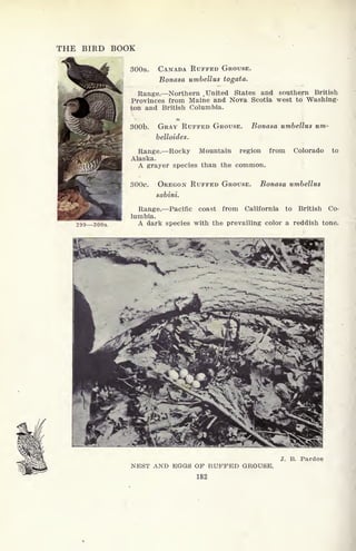 THE BIRD BOOK
299 300a
300a. CANADA RUFFED GROUSE.
Bonasa umbellus togata.
Range. Northern t
United States and southern British
Provinces from Maine and Nova Scotia west to Washing-
ton and British Columbia.
SOOb. GRAY RUFFED GROUSE. Bonasa umbellus um-
belloides.
Range. Rocky Mountain region from Colorado to
Alaska.
A grayer species than the common.
300c. OREGON RUFFED GROUSE. Bonasa umbellus
sabini.
Range. Pacific coast from California to British Co-
lumbia.
A dark species with the prevailing color a reddish tone.
J. B. Pardoe
NEST AND EGGS OF RUFFED GKOUSE,
182
 