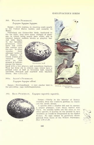 GALLINACEOUS BIRDS
301. WILLOW PTARMIGAN.
Lagopus lagopus lagopus.
Range. Arctic regions, in America south nearly
to the United States border, and casually to
Maine.
Ptarmigan are Grouse-like birds, feathered to
the toe nails; they have many changes of plum-
age, in winter being nearly pure white, and in
summer largely reddish brown or grayish, bar-
red with black.
In the breeding
plumage they
have red comb-
like wattles over
the eye. In other
seasons, their
plumage varies in
all degrees be-
tween winter and
summer. They
nest on the
Brownish buffground in hollows
among the leaves,
lined with a few grasses, and sometimes feathers.
They lay from six to sixteen eggs which have a
ground color of buff or brownish buff, heavily
speckled, blotched and marbled with blackish
brown. Size 1.75 x 1.25.
301 a. ALLEN'S PTARMIGAN.
I^agopus lagopus alleni.
Range. Newfoundland. A very similar bird to
the preceding; eggs indistinguishable.
Willow Ptarmigan
Rock Ptarmigan
302. ROCK PTARMIGAN. Lagopus rupestris rupestris.
Buff
Range. Chiefly in the interior of British
America, from the southern portions to Alaska
end the Arctic Ocean.
A species with a smaller bill and in summer
a grayer plumage, more finely barred with
black. Its nesting habits are the same as the
other species, it nesting on the ground in such
localities as would be frequented by the Ruffed
Grouse. Its eggs cannot be positively distin-
guished from those of the Willow Ptarmigan.
Size 1.70x1.20.
183
 