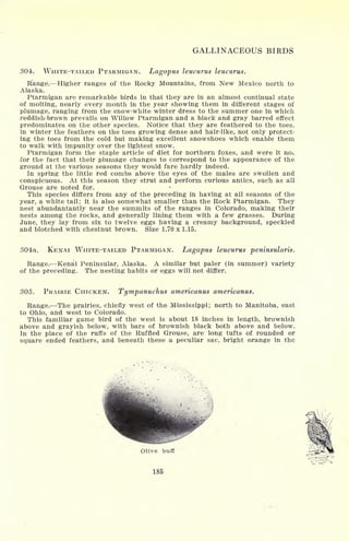 GALLINACEOUS BIRDS
304. WHITE-TAILED PTARMIGAN. Lagopus leucurus leucurus.
Range. Higher ranges of the Rocky Mountains, from New Mexico north to
Alaska.
Ptarmigan are remarkable birds in that they are in an almost continual state
of molting, nearly every month in the year showing them in different stages of
plumage, ranging from the snow-white winter dress to the summer one in which
reddish-brown prevails on Willow Ptarmigan and a black and gray barred effect
predominates on the other species. Notice that they are feathered to the toes,
in winter the feathers on the toes growing dense and hair-like, not only prqtect-
ing the toes from the cold but making excellent snowshoes which enable them
to walk with impunity over the lightest snow.
Ptarmigan form the staple article of diet for northern foxes, and were it not
for the fact that their plumage changes to correspond to the appearance of the
ground at the various seasons they would fare hardly indeed.
In spring the little red combs above the eyes of the males are swollen and
conspicuous. At this season they strut and perform curious antics, such as all
Grouse are noted for.
This species differs from any of the preceding in having at all seasons of the
year, a white tail; it is also somewhat smaller than the Rock Ptarmigan. They
nest abundantantly near the summits of the ranges in Colorado, making their
nests among the rocks, and generally lining them with a few grasses. During
June, they lay from six to twelve eggs having a creamy background, speckled
and blotched with chestnut brown. Size 1.70 x 1.15.
304a. KENAI WHITE-TAILED PTARMIGAN. Lagopus leucurus peninsularis.
Range. Kena'i Peninsular, Alaska. A similar but paler (in summer) variety
of the preceding. The nesting habits or eggs will not differ.
305. PRAIRIE CHICKEN. Tympanuchus americanus americanus.
Range. The prairies, chiefly west of the Mississippi; north to Manitoba, east
to Ohio, and west to Colorado.
This familiar game bird of the west is about 18 inches in length, brownish
above and grayish below, with bars of brownish black both above and below.
In the place of the ruffs of the Ruffled Grouse, are long tufts of rounded or
square ended feathers, and beneath these a peculiar sac, bright orange in the
Olive buff
185
 