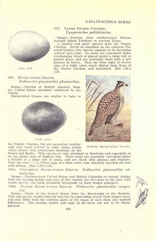 GALLINACEOUS BIRDS
Pale buff
307. LESSER PRAIRIE CHICKEN.
Tympanuchus pallidicinctus.
Range. Prairies from southwestern Kansas
through Indian Territory to western Texas.
A smaller and paler species than the Prairie
Chicken. Never as abundant as the common Pin-
nated Grouse, this species appears to be becoming
scarcer each year. Its nests are concealed under
overhanging brush or placed under a large tuft oi!
prairie grass, and are generally lined with a few
grasses or leaves. They lay from eight to twelve
eggs of a buffy color, much lighter than those of
the Prairie Chicken, and unmarked. Size 1.65 x
1.25.
308. SHARP-TAILED GROUSE.
Pedioecetes phasianellus phasianellus.
Range. Interior of British America, from
the United States boundary northwest to the
Yukon.
Sharp-tailed Grouse are similar in form to
Prairie Sharp-tailed Grouse
Buffy drab
the Prairie Chicken, but are somewhat smaller
and very much lighter in color, being nearly
white below, with arrowhead markings on the
breast and flanks. This species is very abundant in Manitoba and especially so
on the plains west of Hudson Bay. Their nests are generally concealed under
a thicket or a large tuft of grass, and are lined with grasses and feathers.
They lay from <Sx to fi fteen eggs of a drab color, very minutely specked all over
with brown. Size 1.70 x 1.25.
308a. COLUMBIAN SHARP-TAILED GROUSE. Pedioecetes phasianellus col-
umbianus.
Range. Northwestern United States and British Columbia to central Alaska.
Both the nesting habits and eggs of this variety are the same as the last, with
which species, the birds gradually intergrade as their ranges approach.
308b. PRAIRIE SHARP-TAILED GROUSE. Pedioecetes phasianellus campes-
tris.
Range. Plains of the United States from the Mississippi to the Rockies.
This sub-species shades directly into the two preceding where their ranges meet,
and only birds from the extreme parts of the range of each show any marked
differences. The nesting habits and eggs of all three are not to be distin-
guished.
187
 