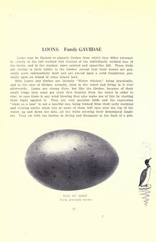 LOONS. Family GAVIIDAE
Loons may be likened to gigantic Grebes from which they differ external-
ly, chiefly in the full webbed foot instead of the individually webbed toes of
the Grebe, and in the sharper, msore pointed and spear-like bill. These birds
are similar in their habits to the Grebes , except that their homes are gen-
erally more substantially built and are placed upon a solid foundation, gen-
erally upon an island in some inland lake.
Both Loons and Grebes are literally "Water witches," being practically,
and in the case of Grebes, actually, born in the water and living in it ever
afterwards. Loons are strong fliers, but like the Grebes, because of their
small wings they must get their first impetus from the water in order to
rise; in case there is any wind blowing they also make use of this by starting
their flight against it. They are very peculiar birds and the expression
"crazy as a loon" is not a fanciful one, being formed from their early morning
and evening antics when two or more of them will race over the top of the
water, up and down the lake, all the while uttering their demoniacal laugh-
ter. They vie with the Grebes in diving and disappear at the flash of a gun.
EGG OF LOON
Dark greenish brown ==_ _
 