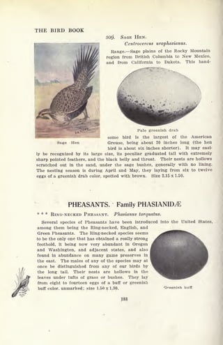 THE BIRD BOOK
309*. SAGE HEN.
Centrocercus urophasianus.
Range. Sage plains of the Rocky Mountain
region from British Columbia to New Mexico,
and from California to Dakota. This hand-
Pale greenish drab
some bird is the largest of the American
Sage Hen Grouse, being about 30 inches long (the hen
bird is about six inches shorter). It may easi-
ly be recognized by its large size, its peculiar graduated tail with extremely
sharp pointed feathers, and the black belly and throat. Their nests are hollows
scratched out in the sand, under the sage bushes, generally with no lining.
The nesting season is during April and May, they laying from six to twelve
eggs of a greenish drab color, spotted with brown. Size 2.15 x 1.50.
PHEASANTS. Family PHASIANID^E
* * * RING-NECKED PHEASANT. Phasianus torquatus.
Several species of Pheasants have been introduced into the United States,
among them being the Ring-necked, English, and
Green Pheasants. The Ring-necked species seems
to be the only one that has obtained a really strong
foothold, it being now very abundant in Oregon
and Washington, and adjacent states, and also
found in abundance on many game preserves in
the east. The males of any of the species may at
once be distinguished from any of our birds by
the long tail. Their nests are hollows in the
leaves under tufts of grass or bushes. They lay
from eight to fourteen eggs of a buff or greenish
buff color, unmarked ; size 1.50 x 1.30.
188
Greenish buff
 